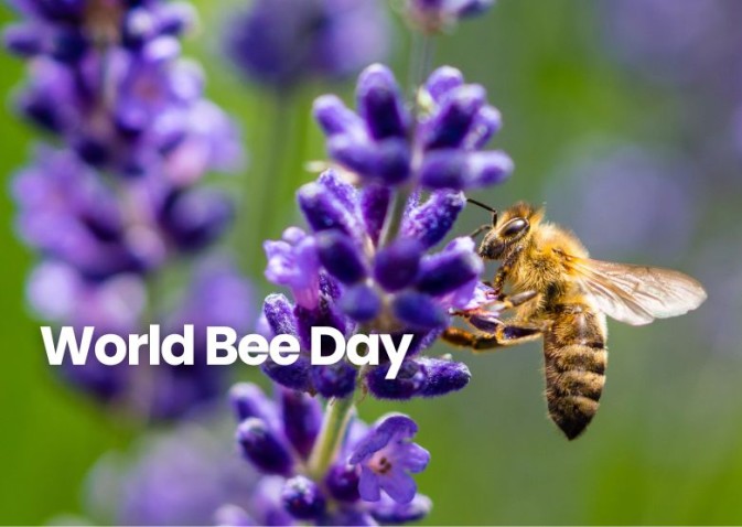 World Bee Day 2028