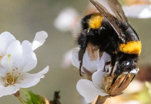 EU CAP Network workshop ‘Promoting pollinator-friendly farming’