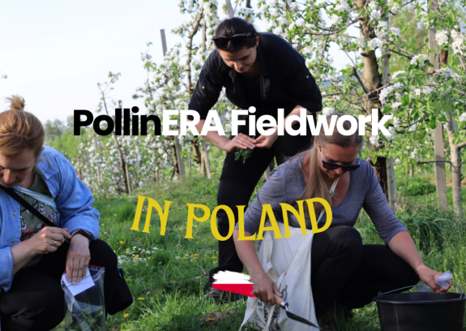 A look back at PollinERA’s fieldwork in 2024: Poland